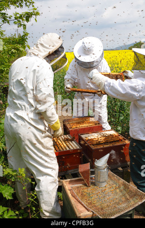 Professional l'apicoltura. Gli apicoltori esaminando alveari di Western miele delle api (Apis mellifera) per celle di regina. Foto Stock
