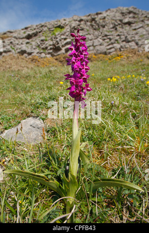 Fiore di picco precoce di orchidea viola (Orchis mascula) in cima a una scogliera. Il Gower, Galles. Foto Stock