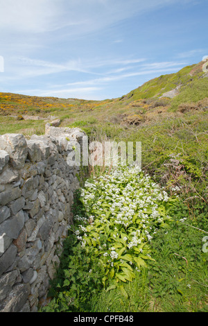 Ramsons o aglio selvatico (Allium ursinum) fioritura dietro un muro di pietra. Il Gower, Galles. Foto Stock