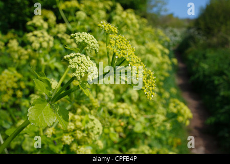 Alexanders (Smyrnium olusatrum) fioritura accanto a un sentiero. Il Gower, Galles. Foto Stock