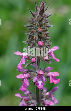 Fiori di Marsh Woundwort (Stachys palustris). Powys, Galles. Foto Stock