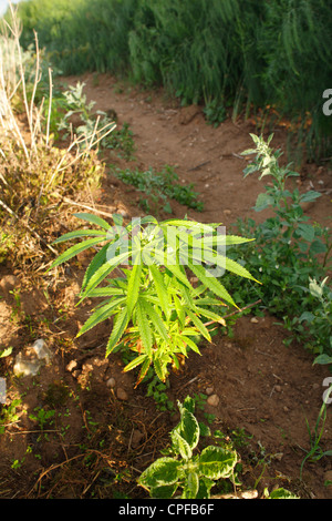 Pianta della canapa (Cannabis sativa) crescendo come una pianta infestante in corrispondenza del bordo di un campo di asparagi. Leicestershire, Inghilterra. Foto Stock