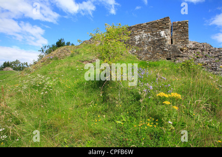 Fiori Selvatici crescente tra le rovine del castello di Dolforwyn, POWYS, GALLES. Foto Stock