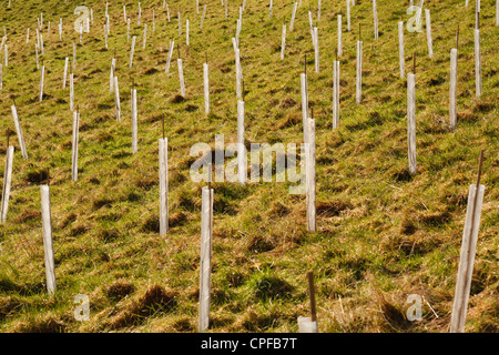 Appena piantati gli alberi per il nuovo bosco in shelter tubi su un hill farm in Powys, Galles. Gennaio. Foto Stock