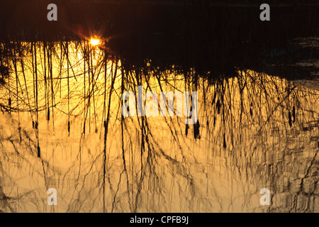 Riflessioni in un stagno al tramonto. Con Sallows e giunchi. Powys, Galles. Febbraio. Foto Stock