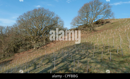 Appena piantato alberi in tubi a spirale per nuovo bosco su una collina fattoria in Powys, Galles. Marzo. Foto Stock