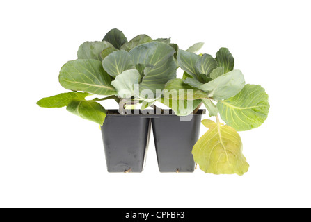 Un pacco di quattro cavolo (Brassica oleracea) piantine pronte per essere trapiantate in un giardino di casa Foto Stock