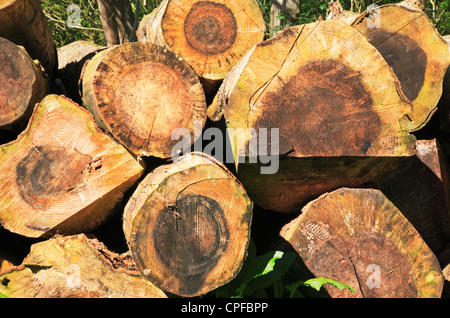 Una vista di estremità di una pila di log tagliati rivelando gli anelli di un albero in un bosco in North Norfolk, Inghilterra, Regno Unito. Foto Stock