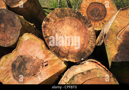 Una vista di estremità di una pila di log tagliati rivelando gli anelli di un albero in un bosco in North Norfolk, Inghilterra, Regno Unito. Foto Stock