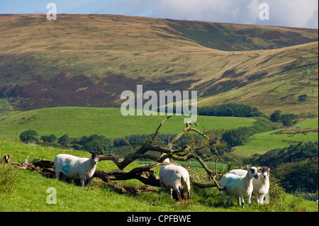 Pecore vicino a Chipping nella foresta di Bowland, Lancashire, Inghilterra, cercando di sella cadde Foto Stock