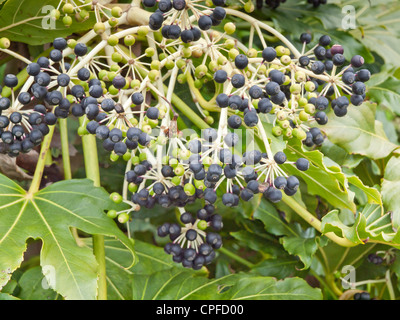 Bacche di frutta su un Fatsia japonica (Fatsi) o giapponese Aralia japonica cresciuto come un giardino decorativo arbusto in Inghilterra Foto Stock
