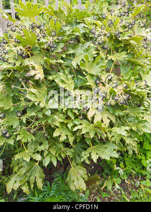 Fatsia japonica (Fatsi) o giapponese Aralia japonica cresciuto come un giardino decorativo arbusto in Inghilterra con bacche Frutta in primavera Foto Stock