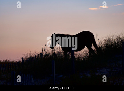 Wild mustang spagnolo sulla duna, Outer Banks, North Carolina, Stati Uniti d'America Foto Stock