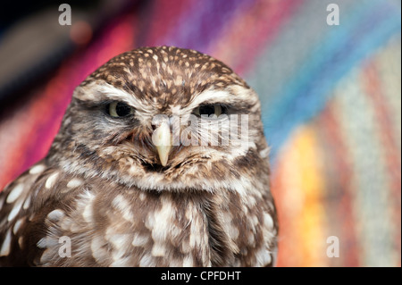 Athene noctua. Captive piccolo gufo contro uno sfondo colorato. Regno Unito Foto Stock