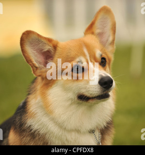 Pembroke corgi cane Foto Stock