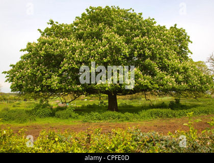 Ampia diffusione di cavallo castagno, Aesculus hippocastanum, con fiori in primavera, Sutton, Suffolk, Inghilterra Foto Stock