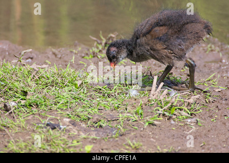 Comune (Moorhen Gallinula chloropus), neonata alimentazione lungo il bordo delle acque. Foto Stock