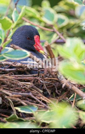 Comune (Moorhen Gallinula chloropus), safley seduta sul nido costruito in una densa arbusto. Foto Stock