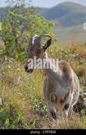 Nilgiri Tahr; una specie in via di estinzione di capra a eravikulam national park,Kerala, India Foto Stock