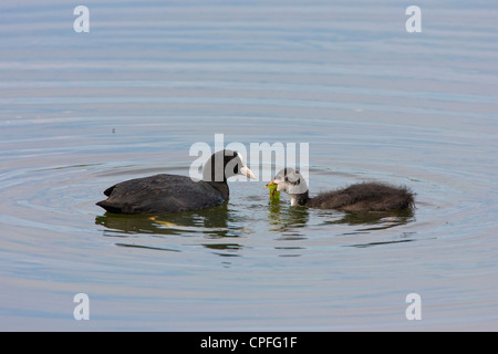 Adulto folaga (fulica atra) alimentazione neonata sulle alghe e vegetazione. Foto Stock