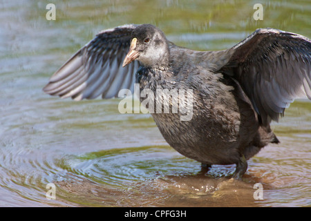 La folaga (fulica atra) neonata preening. Non è ancora in grado di volare, ma diventare più indipendente. Lancashire, Regno Unito Foto Stock