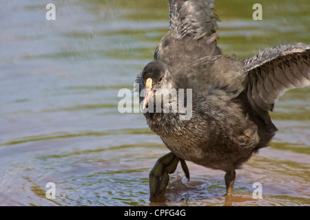 La folaga (fulica atra) neonata preening. Non è ancora in grado di volare, ma diventare più indipendente. Lancashire, Regno Unito Foto Stock