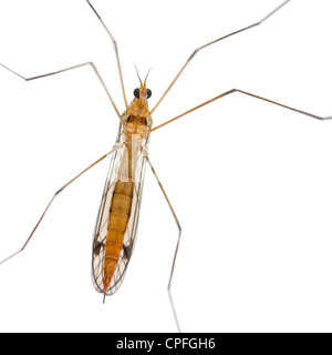 Daddy Long Legs, Nephrotoma scalaris, contro uno sfondo bianco Foto Stock