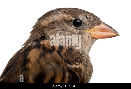 Femmina di casa passero, Passer domesticus, 5 mesi di età, vicino fino contro uno sfondo bianco Foto Stock