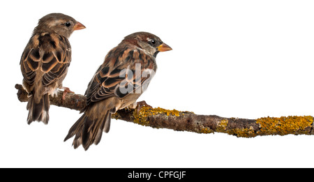 Maschio e femmina casa passero, Passer domesticus, 4 mesi di età, su un ramo di fronte a uno sfondo bianco Foto Stock