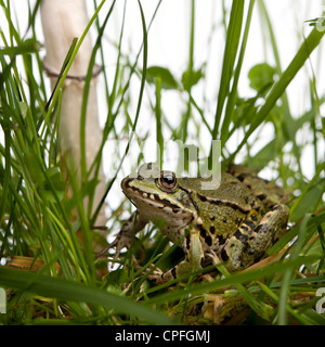 Politica europea comune in materia di rana o Rana verde, Rana esculenta in erba, contro uno sfondo bianco Foto Stock