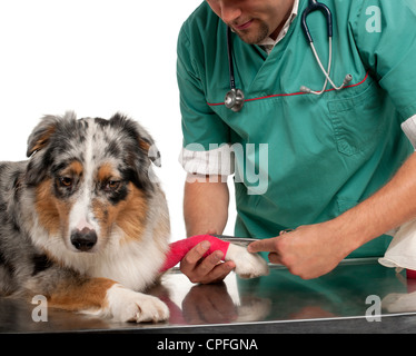 Vet incarto di un bendaggio intorno ad un pastore australiano la zampa davanti a uno sfondo bianco Foto Stock