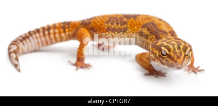 Albino arancione Leopard Gecko, Eublepharis macularius, contro uno sfondo bianco Foto Stock