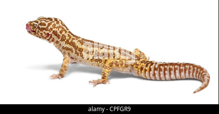 Albino Striped Leopard Gecko, Eublepharis macularius, contro uno sfondo bianco Foto Stock