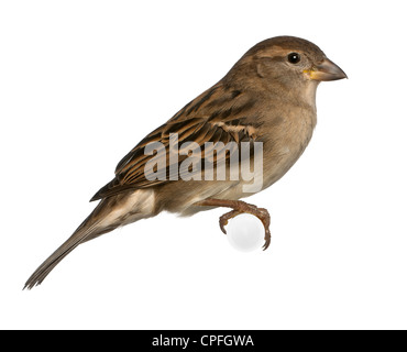 Femmina di casa passero, Passer domesticus, 5 mesi di età, appollaiate contro uno sfondo bianco Foto Stock