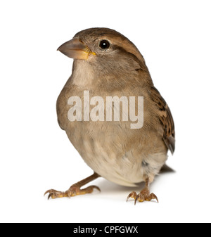 Femmina di casa passero, Passer domesticus, 5 mesi di età, contro uno sfondo bianco Foto Stock