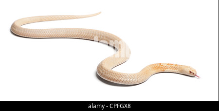 Albino Monocled Cobra, Naja kaouthia, contro uno sfondo bianco Foto Stock