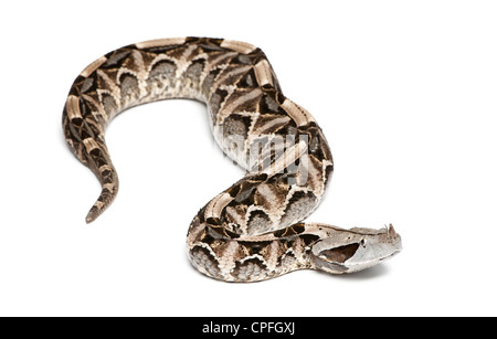 Gaboon viper, Bitis gabonica, contro uno sfondo bianco Foto Stock