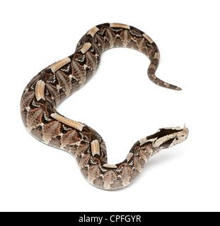 Rhinoceros Viper o del fiume Jack, Bitis nasicornis X gabonica, velenosi contro uno sfondo bianco Foto Stock