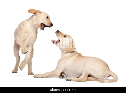 Due Labrador Retriever, 4 mesi di età, giocando contro uno sfondo bianco Foto Stock