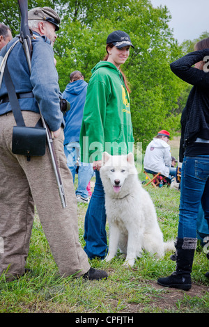 Grande cane bianco ,,guerra civile rievocazione storica , Neshaminy Park, Pennsylvania ,USA Foto Stock