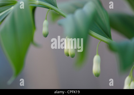 Salomone comune del sigillo (Polygonatum multiflorum) fiori, England, Regno Unito Foto Stock