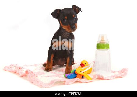 Miniatura adorabile Doberman Pinsher giocattolo cucciolo di cane su sfondo bianco Foto Stock