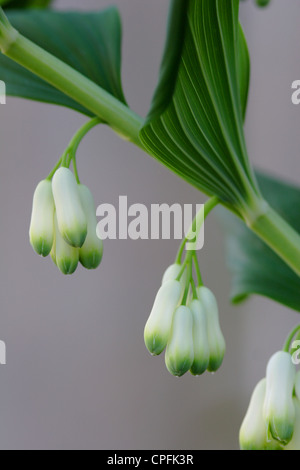 Salomone comune del sigillo (Polygonatum multiflorum) fiori, England, Regno Unito Foto Stock