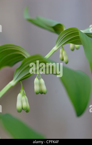 Salomone comune del sigillo (Polygonatum multiflorum) fiori, England, Regno Unito Foto Stock