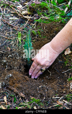 Per piantare un abete piantina in una foresta pluviale temperata Foto Stock