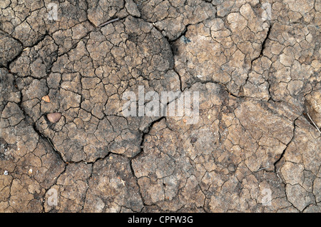 Essiccato e crepe di fango dalla texture in riva al mare Foto Stock