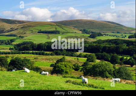 Pecore, vicino a Chipping nella foresta di Bowland, Lancashire, Inghilterra. In fondo è la cresta della sella è sceso. Foto Stock