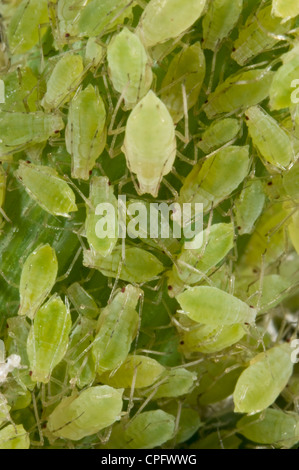 Verde afide del pesco infestazione Foto Stock