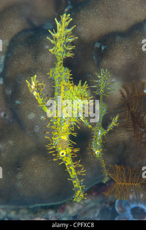 Coppia di ornati Pipefish fantasma Foto Stock