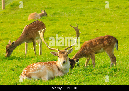 Daini a Bowland Wild Boar Park nella foresta di Bowland Lancashire Inghilterra Foto Stock